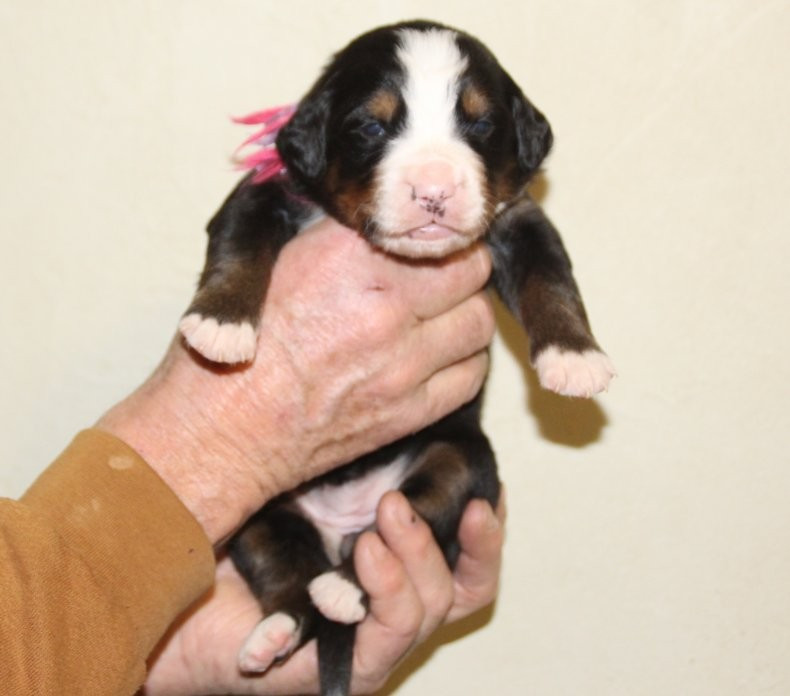 du logis de Sainte Macrine - Chiots disponibles - Bouvier Bernois