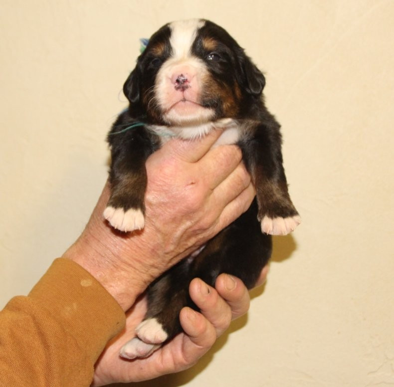 du logis de Sainte Macrine - Chiots disponibles - Bouvier Bernois