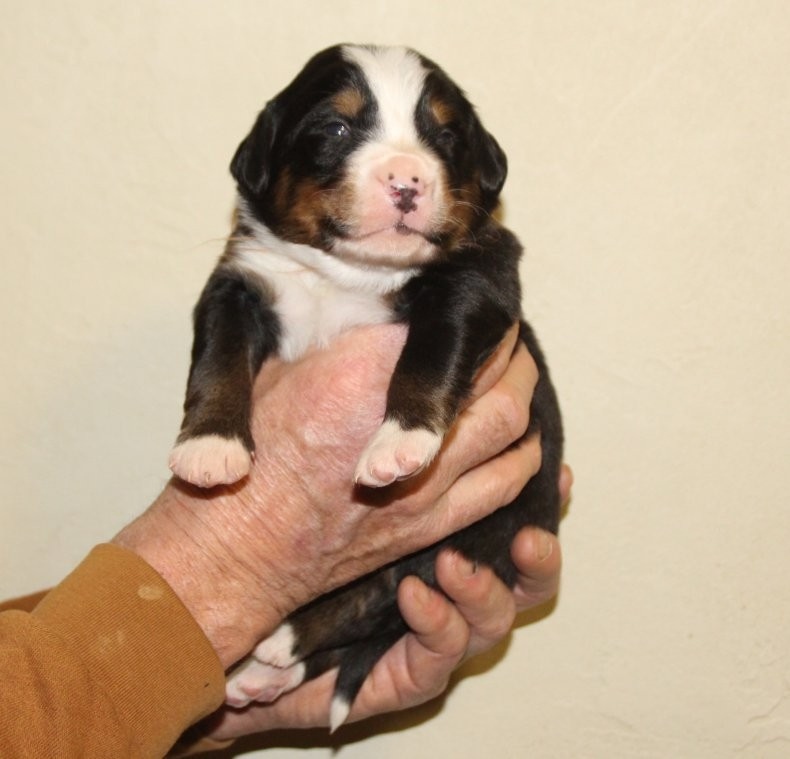 du logis de Sainte Macrine - Chiots disponibles - Bouvier Bernois