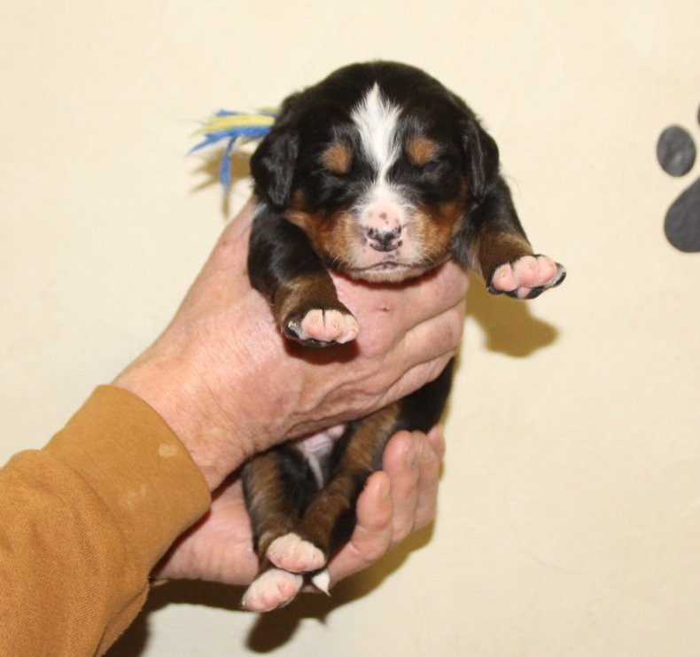 du logis de Sainte Macrine - Chiots disponibles - Bouvier Bernois