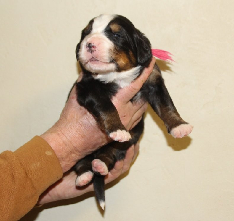 du logis de Sainte Macrine - Chiots disponibles - Bouvier Bernois