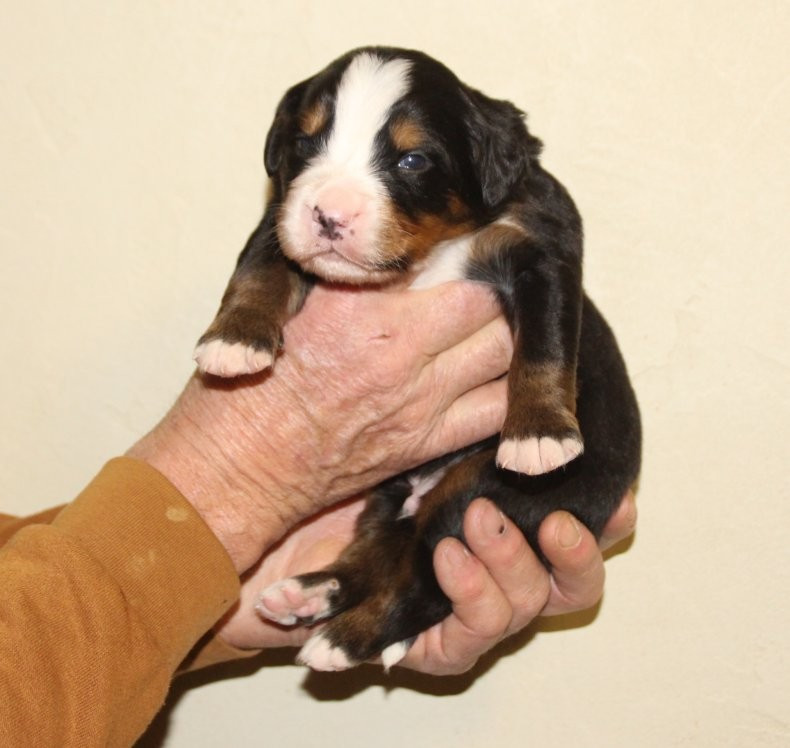 du logis de Sainte Macrine - Chiots disponibles - Bouvier Bernois