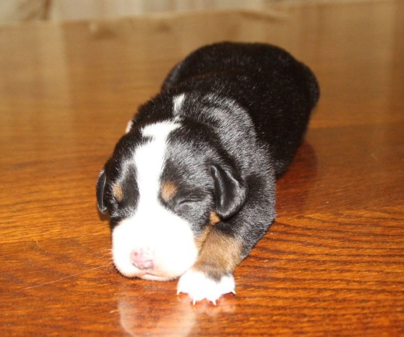 du logis de Sainte Macrine - Chiots disponibles - Grand bouvier suisse