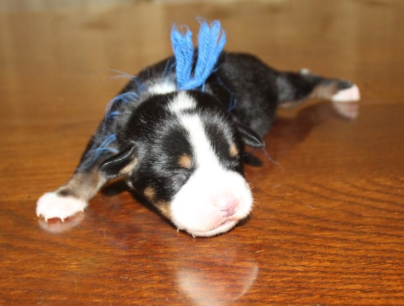 du logis de Sainte Macrine - Chiots disponibles - Grand bouvier suisse