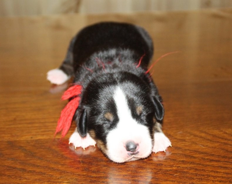 du logis de Sainte Macrine - Chiots disponibles - Grand bouvier suisse