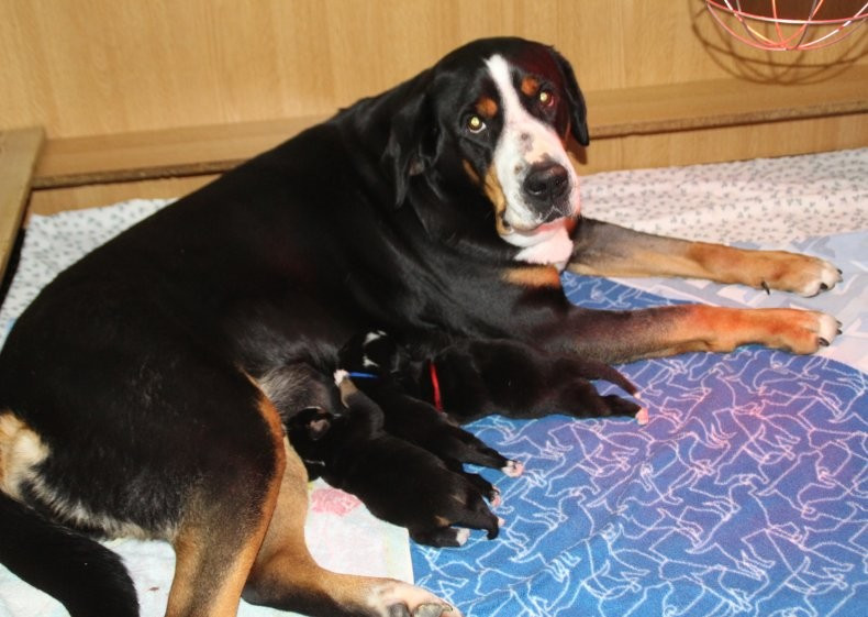 Chiot Grand bouvier suisse du logis de Sainte Macrine