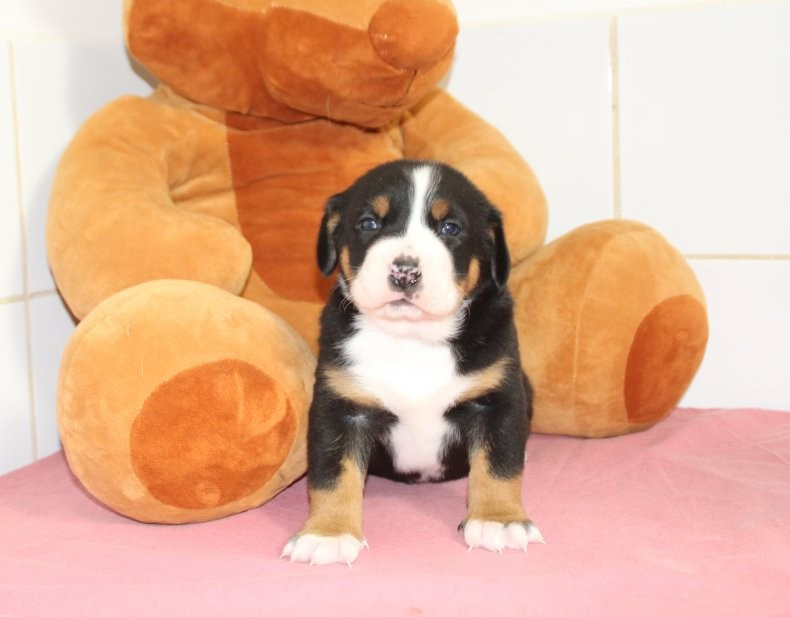 du logis de Sainte Macrine - Chiots disponibles - Grand bouvier suisse