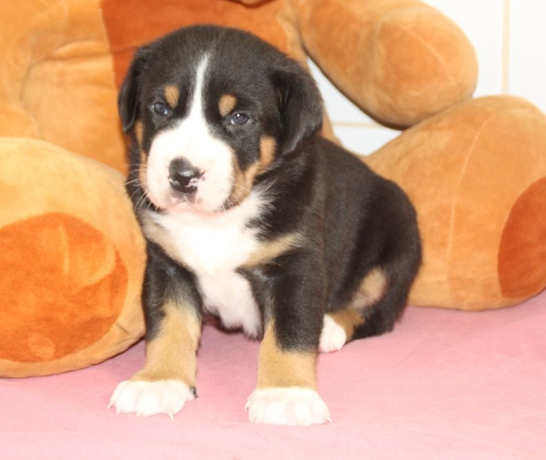 du logis de Sainte Macrine - Chiots disponibles - Grand bouvier suisse