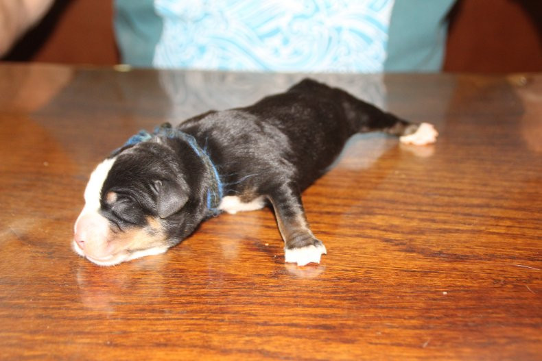 du logis de Sainte Macrine - Chiots disponibles - Grand bouvier suisse