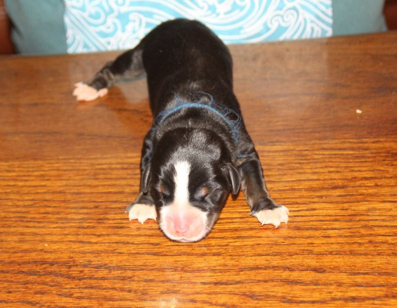 du logis de Sainte Macrine - Chiots disponibles - Grand bouvier suisse