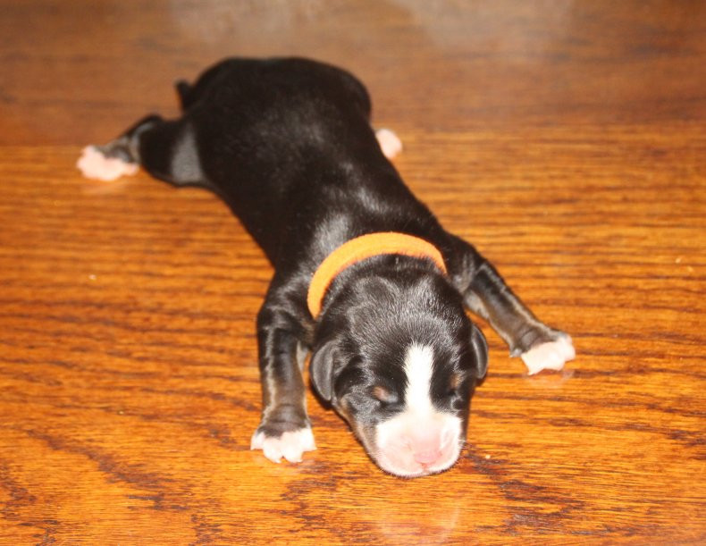 du logis de Sainte Macrine - Chiots disponibles - Grand bouvier suisse