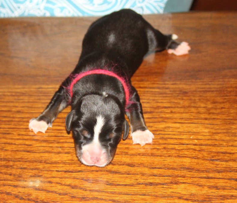 du logis de Sainte Macrine - Chiots disponibles - Grand bouvier suisse