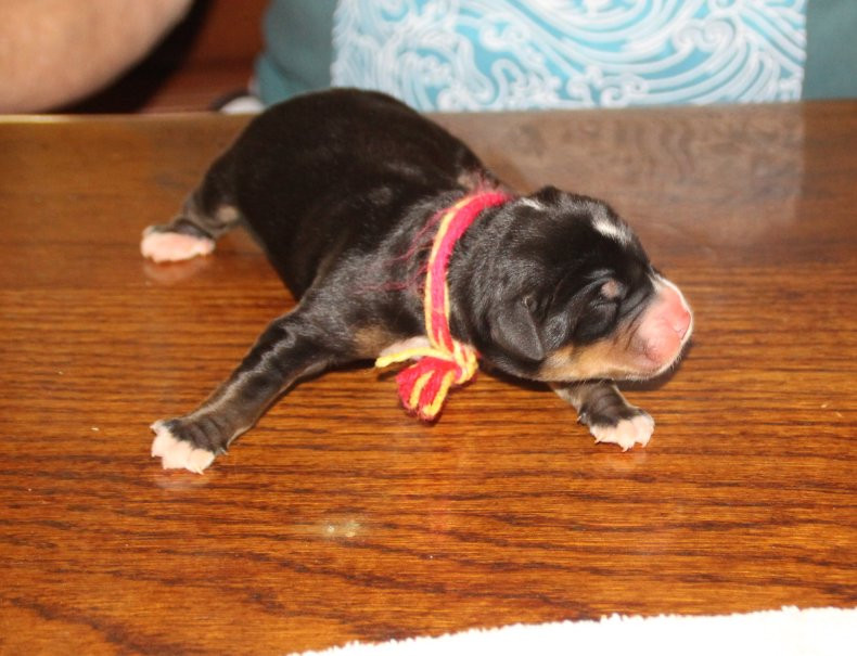 du logis de Sainte Macrine - Chiots disponibles - Grand bouvier suisse
