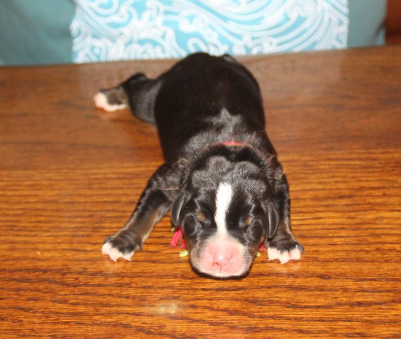 du logis de Sainte Macrine - Chiots disponibles - Grand bouvier suisse