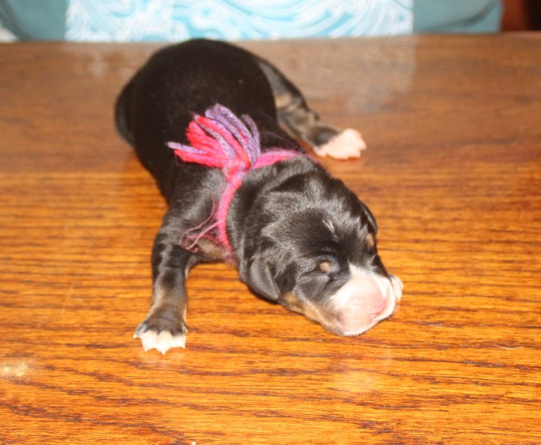 du logis de Sainte Macrine - Chiots disponibles - Grand bouvier suisse