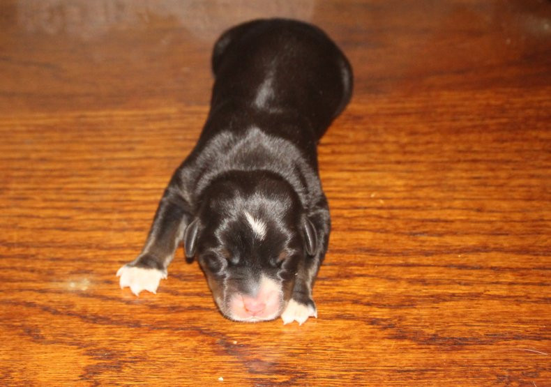 du logis de Sainte Macrine - Chiots disponibles - Grand bouvier suisse