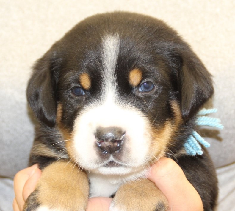 du logis de Sainte Macrine - Chiots disponibles - Grand bouvier suisse