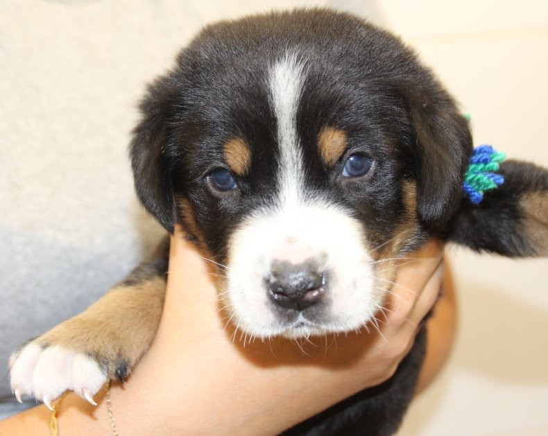 du logis de Sainte Macrine - Chiots disponibles - Grand bouvier suisse