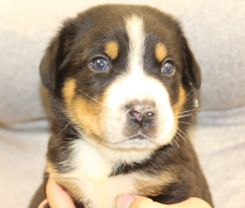 du logis de Sainte Macrine - Chiots disponibles - Grand bouvier suisse