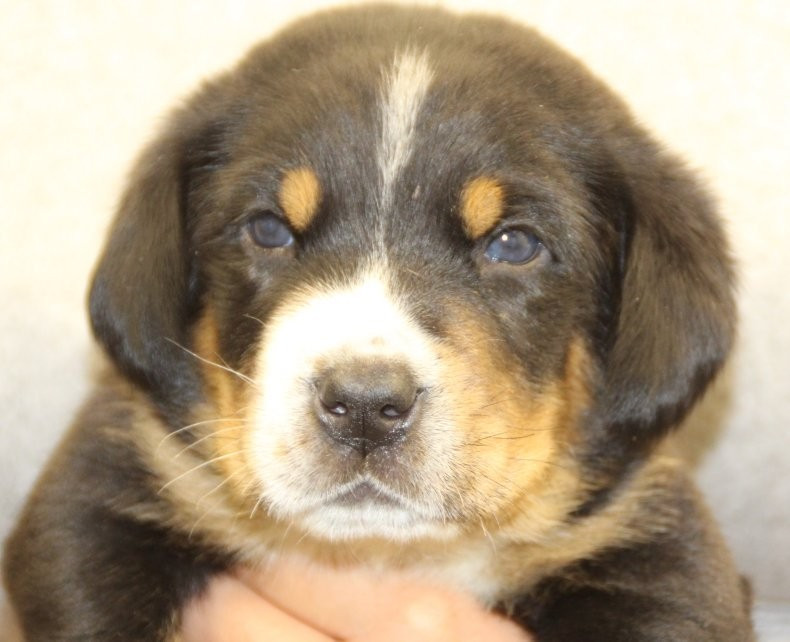 du logis de Sainte Macrine - Chiots disponibles - Grand bouvier suisse