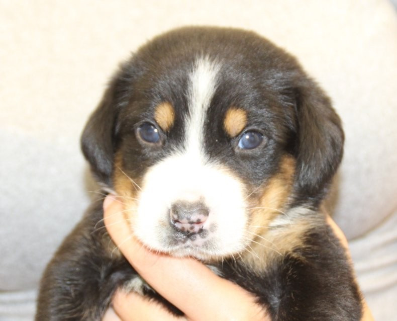 du logis de Sainte Macrine - Chiots disponibles - Grand bouvier suisse