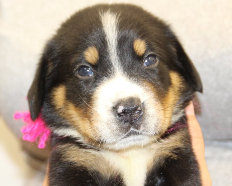 du logis de Sainte Macrine - Chiots disponibles - Grand bouvier suisse