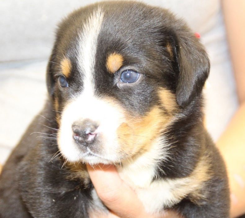 du logis de Sainte Macrine - Chiots disponibles - Grand bouvier suisse