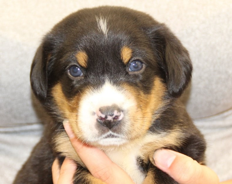 du logis de Sainte Macrine - Chiots disponibles - Grand bouvier suisse