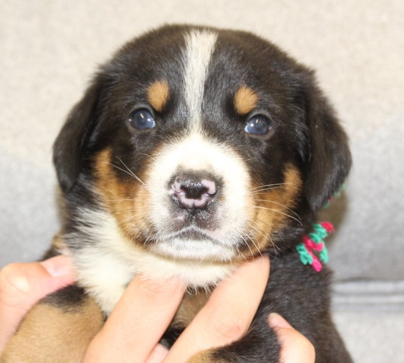 du logis de Sainte Macrine - Chiots disponibles - Grand bouvier suisse