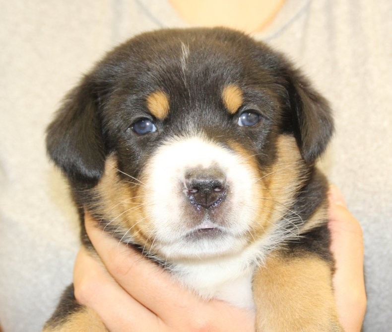 du logis de Sainte Macrine - Chiots disponibles - Grand bouvier suisse
