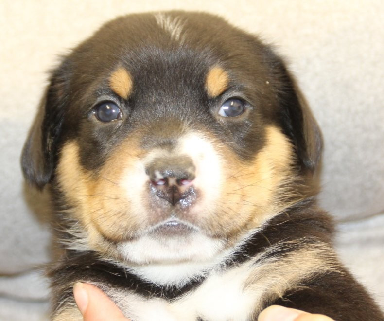 du logis de Sainte Macrine - Chiots disponibles - Grand bouvier suisse