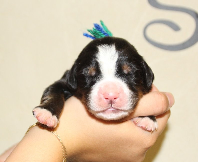 du logis de Sainte Macrine - Chiots disponibles - Bouvier Bernois