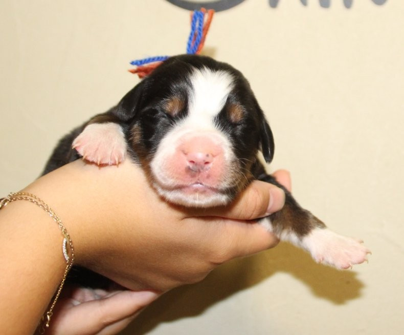 du logis de Sainte Macrine - Chiots disponibles - Bouvier Bernois