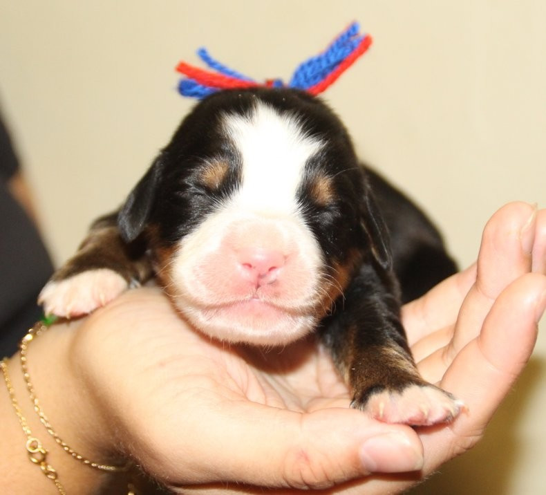 du logis de Sainte Macrine - Chiots disponibles - Bouvier Bernois