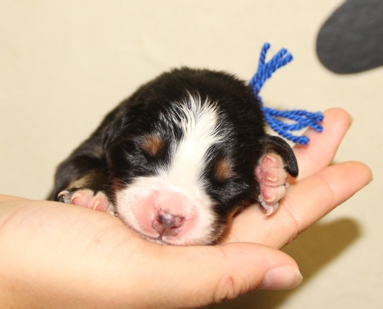du logis de Sainte Macrine - Chiots disponibles - Bouvier Bernois