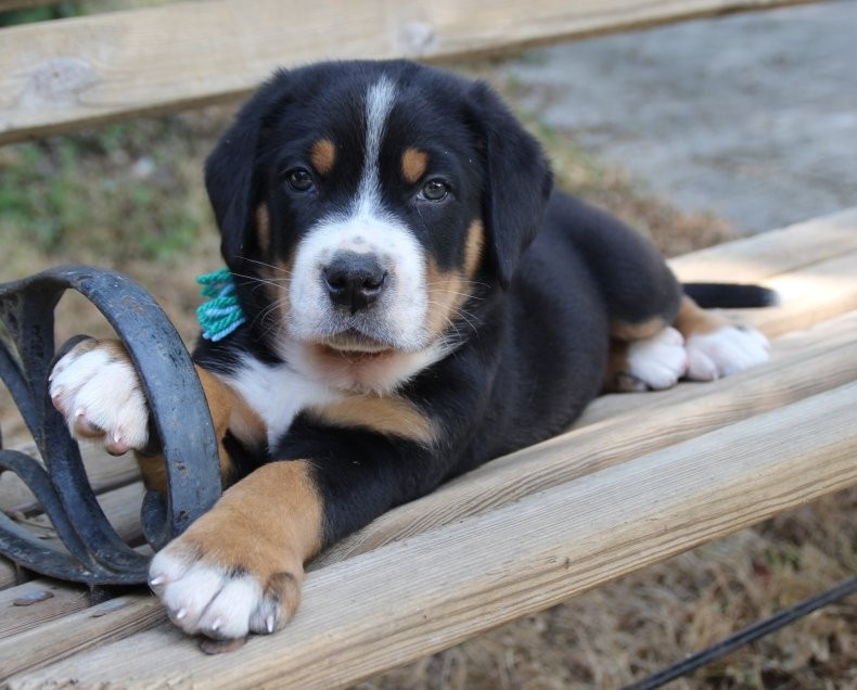 du logis de Sainte Macrine - Chiots disponibles - Grand bouvier suisse