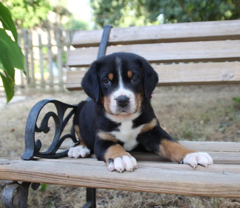 du logis de Sainte Macrine - Chiots disponibles - Grand bouvier suisse