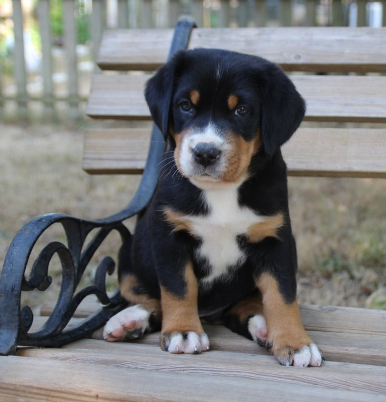 du logis de Sainte Macrine - Chiots disponibles - Grand bouvier suisse