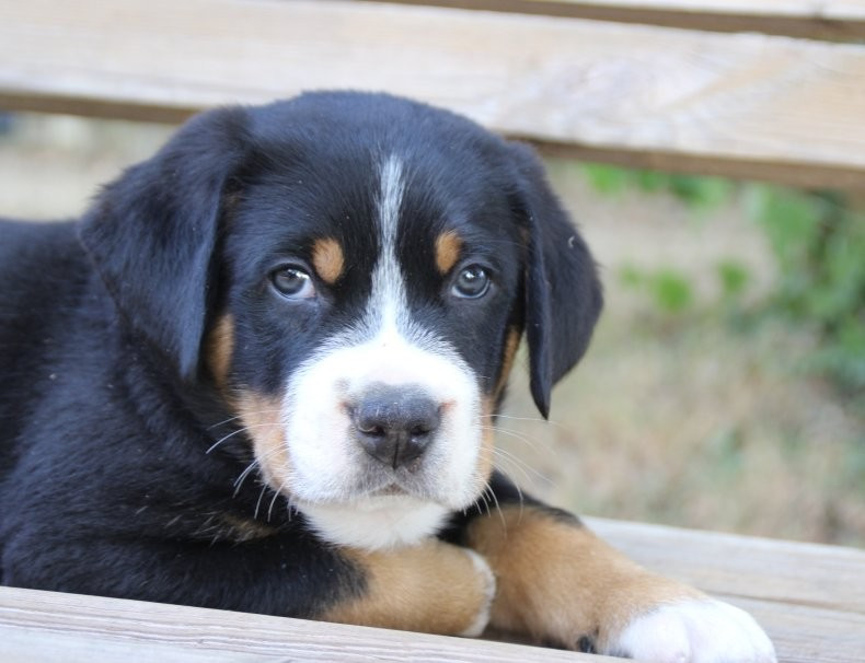 du logis de Sainte Macrine - Chiots disponibles - Grand bouvier suisse