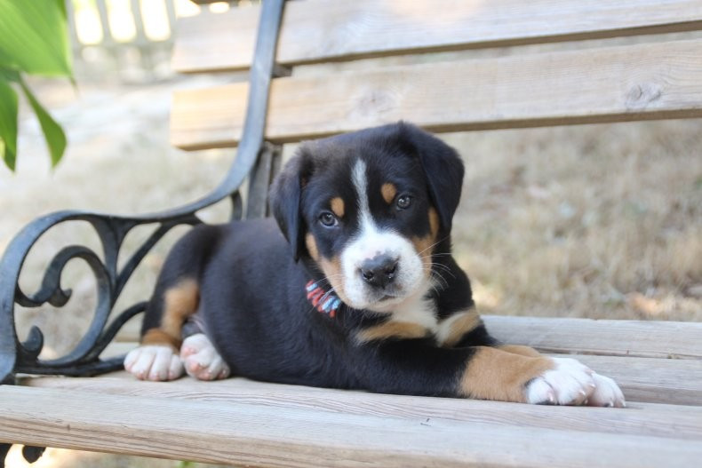du logis de Sainte Macrine - Chiots disponibles - Grand bouvier suisse