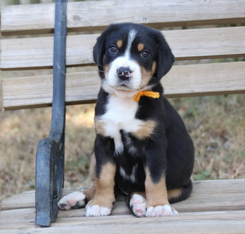du logis de Sainte Macrine - Chiots disponibles - Grand bouvier suisse