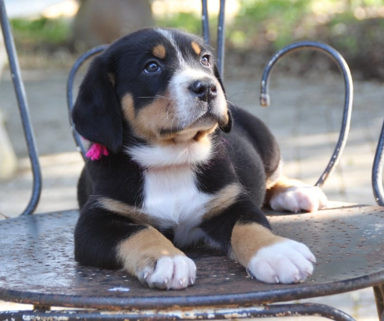 du logis de Sainte Macrine - Chiots disponibles - Grand bouvier suisse