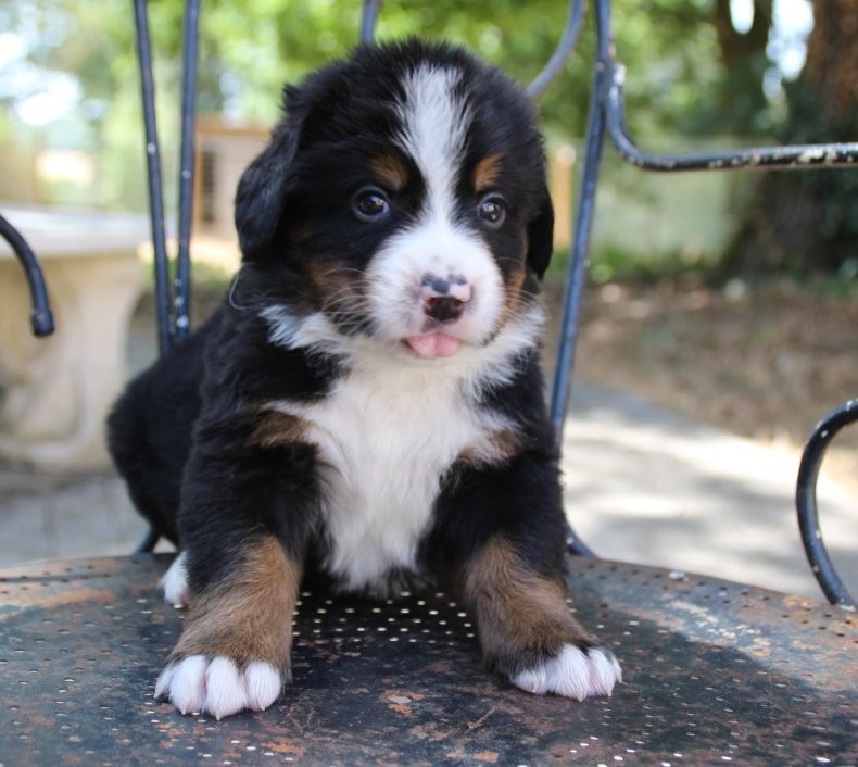 du logis de Sainte Macrine - Chiots disponibles - Bouvier Bernois