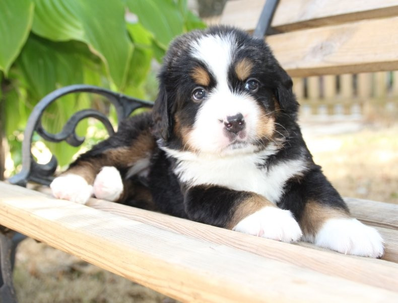 du logis de Sainte Macrine - Chiots disponibles - Bouvier Bernois