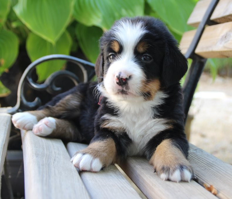 du logis de Sainte Macrine - Chiots disponibles - Bouvier Bernois