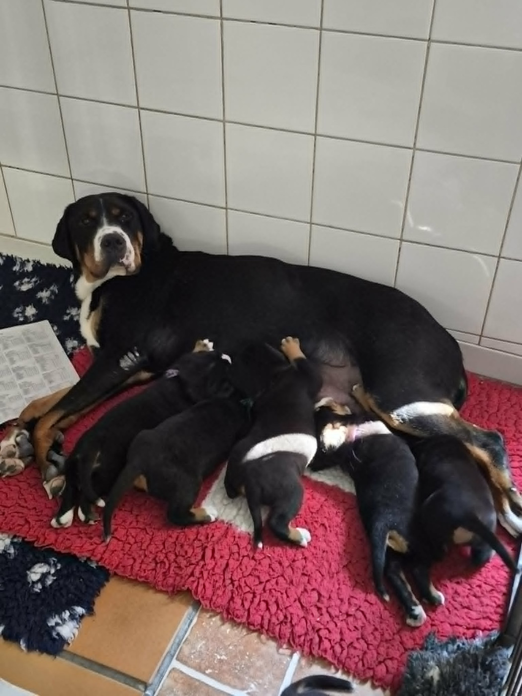 Chiot Grand bouvier suisse du logis de Sainte Macrine