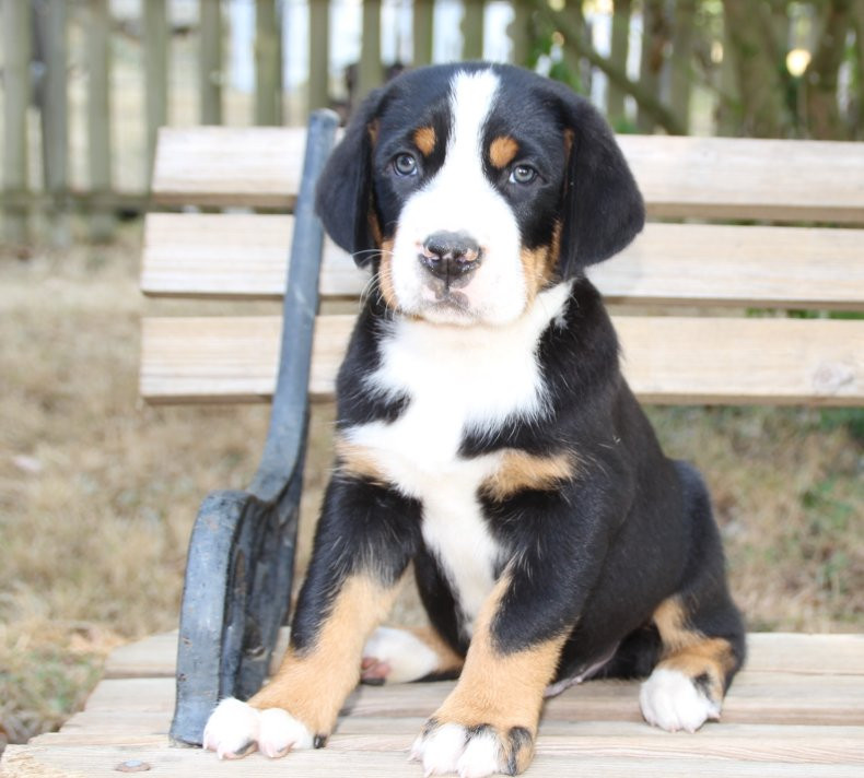 du logis de Sainte Macrine - Chiots disponibles - Grand bouvier suisse