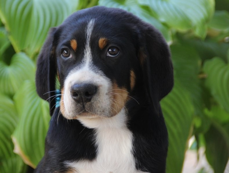 du logis de Sainte Macrine - Chiots disponibles - Grand bouvier suisse