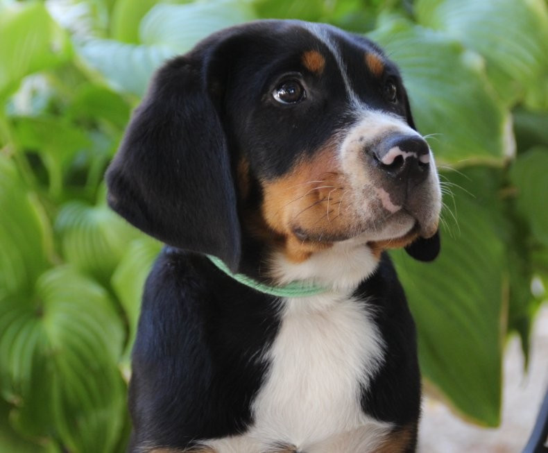 du logis de Sainte Macrine - Chiots disponibles - Grand bouvier suisse
