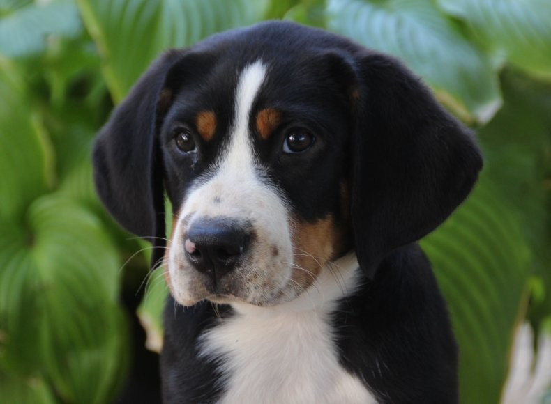 du logis de Sainte Macrine - Chiots disponibles - Grand bouvier suisse
